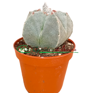 ASTROPHYTUM MYRIOSTIGMA - Image 2