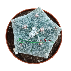 ASTROPHYTUM MYRIOSTIGMA - Image 3