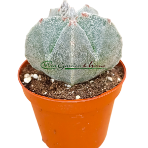 ASTROPHYTUM MYRIOSTIGMA - Image 1