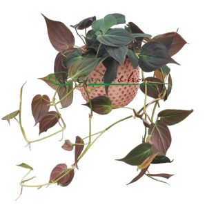 PHILODENDRON SCANDENS - Image 1