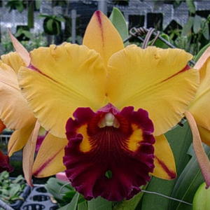 Rlc. Tainan Gold Golden Oriole - Image 2