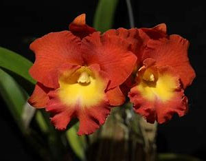 Rlc. Star of Siam Pumpkin - Image 2