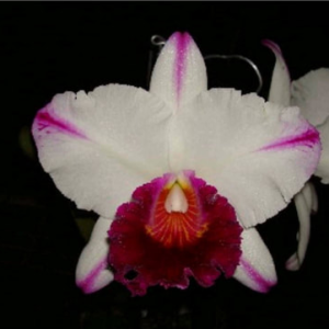 Rlc. Kuwale Gem White Sword - Image 2