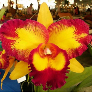 Rlc. Taiwan Queen Golden Monkey - Image 2