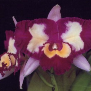 Rlc. Chinese Beauty Orchid Queen - Image 2