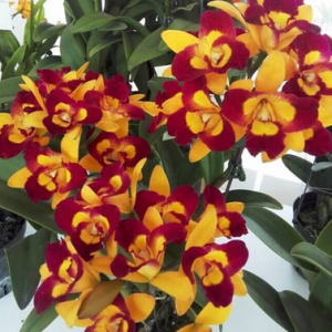 Rlc. Shuen-Jaan Gold Golden Pheonix - Image 2