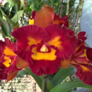 Rlc. Liu s Joyance x Rlc. Tzeng-Wen Beauty - Image 2