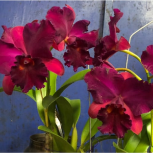 Rlc. Hsinying Scarlet Cherry - Image 2