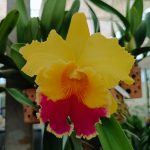 Cattleya