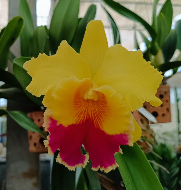 Cattleya