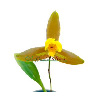 Lycaste lasdioglossa x(momoya x trifoliata)