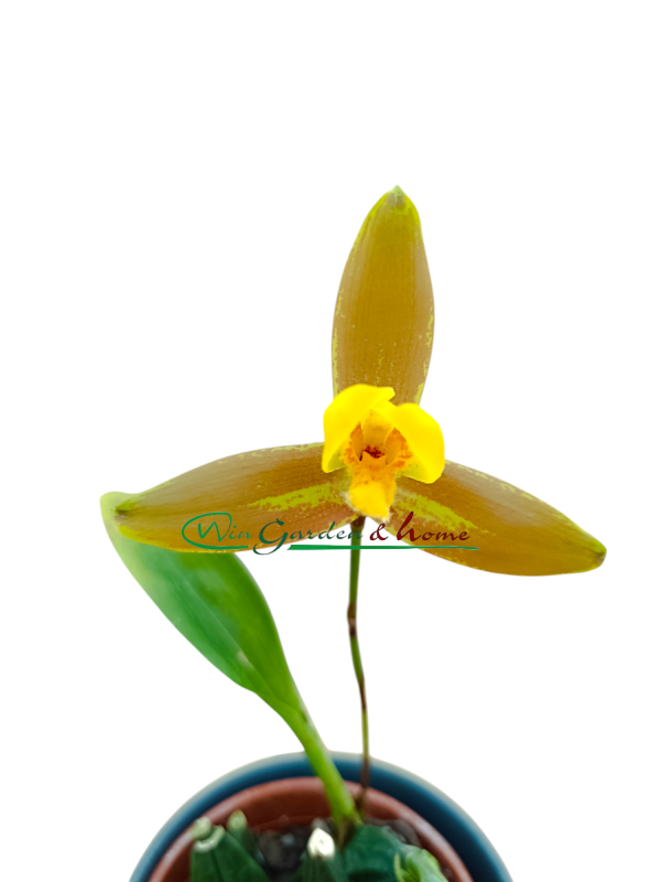 Lycaste lasdioglossa x(momoya x trifoliata)