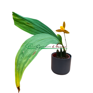 Lycaste lasdioglossa x(momoya x trifoliata)