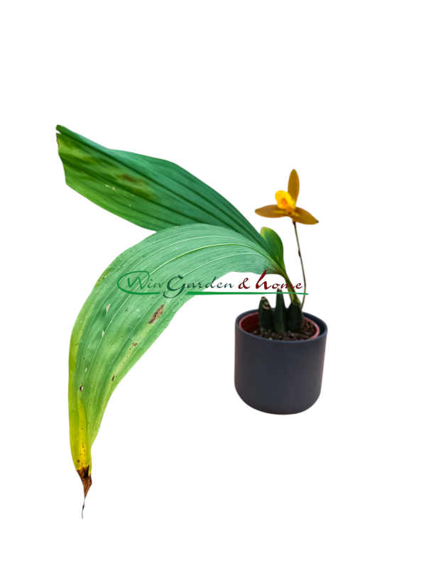 Lycaste lasdioglossa x(momoya x trifoliata)