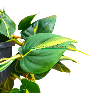 PHILODENDRON SCANDENS BRASIL