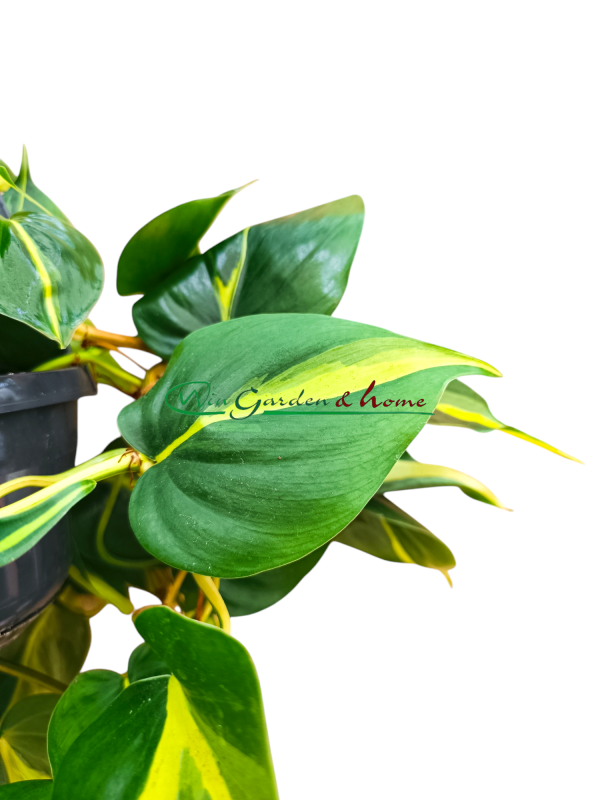 PHILODENDRON SCANDENS BRASIL