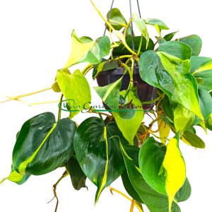 PHILODENDRON SCANDENS BRASIL