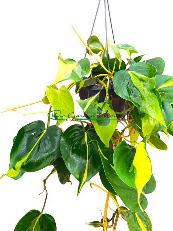 PHILODENDRON SCANDENS BRASIL