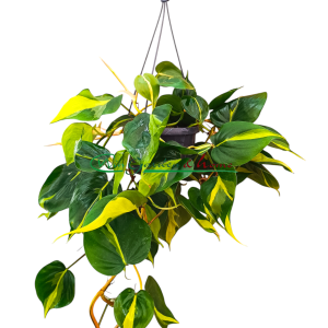 PHILODENDRON SCANDENS BRASIL