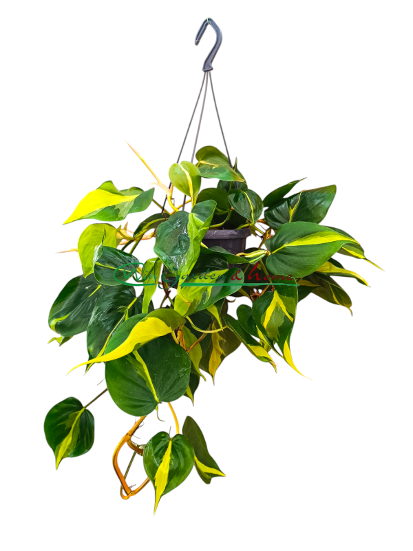 PHILODENDRON SCANDENS BRASIL