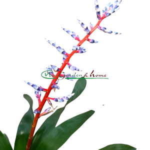 AECHMEA BLUE RAIN