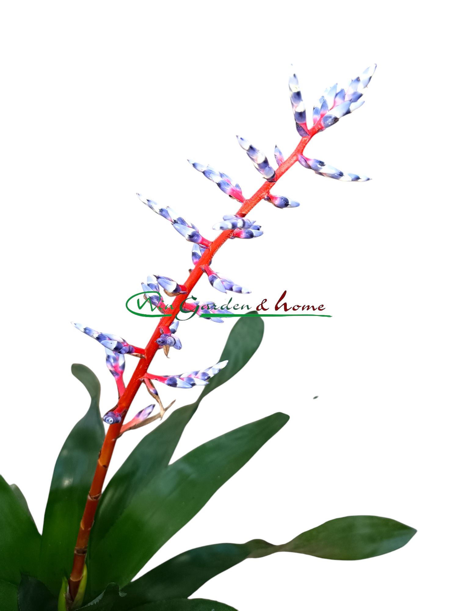 AECHMEA BLUE RAIN