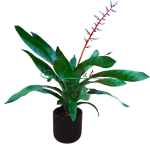 AECHMEA BLUE RAIN