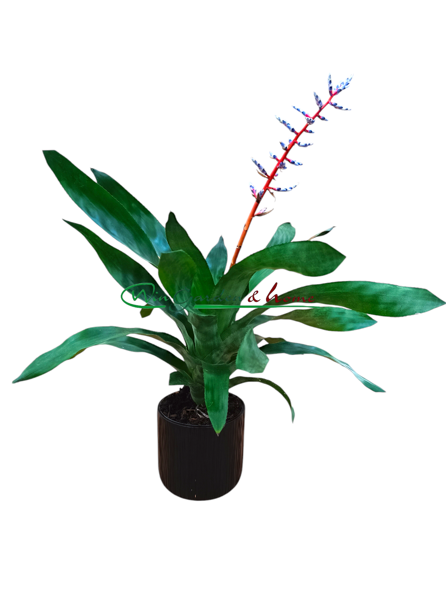 AECHMEA BLUE RAIN