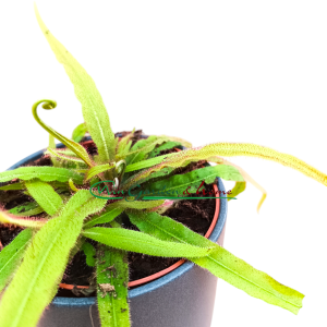 DROSERA ADELAE