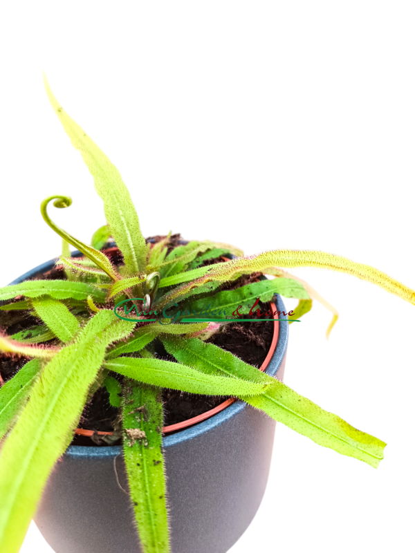 DROSERA ADELAE