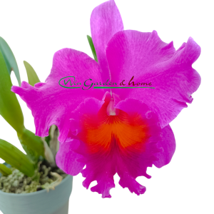 Cattleya