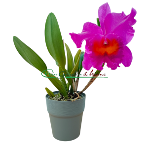 Cattleya