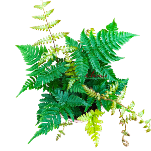 DRYOPTERIS ERYTHOSORA