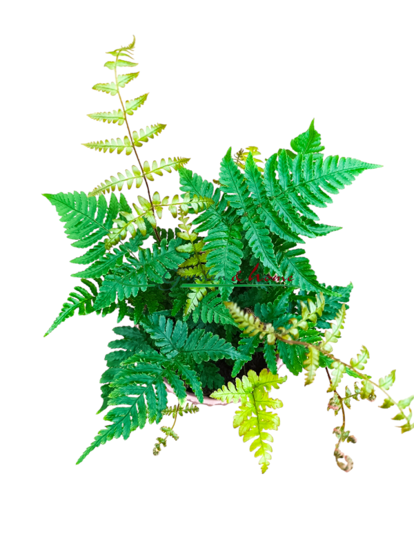 DRYOPTERIS ERYTHOSORA