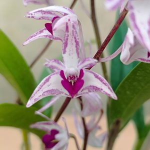 Dendrobium kingianum Red Splash - Image 3