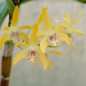 Dendrobium Gillieston Gold Natalie