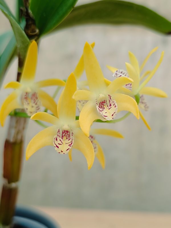 Dendrobium Gillieston Gold Natalie