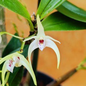 Dendrobium Hilda Poxon