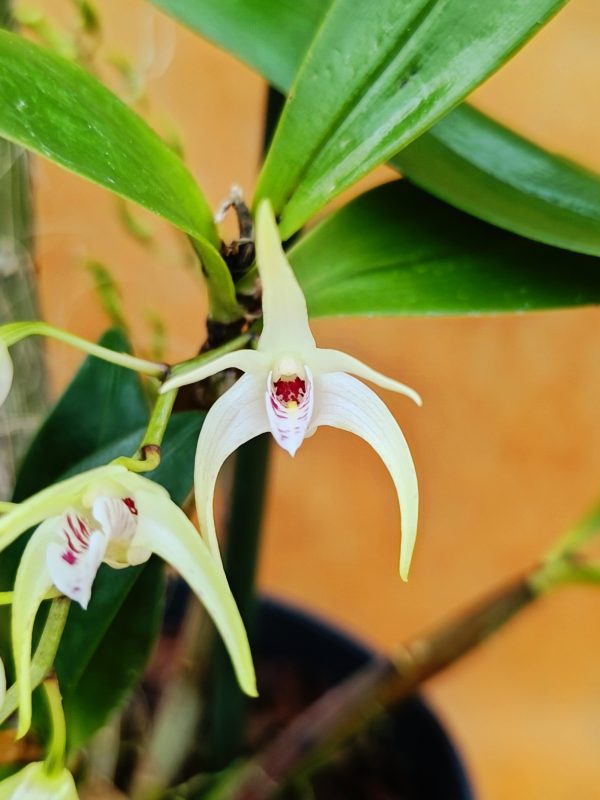 Dendrobium Hilda Poxon