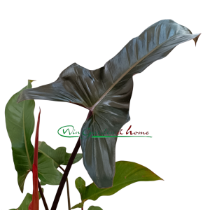 PHILODENDRON FLORIDA BRONZE