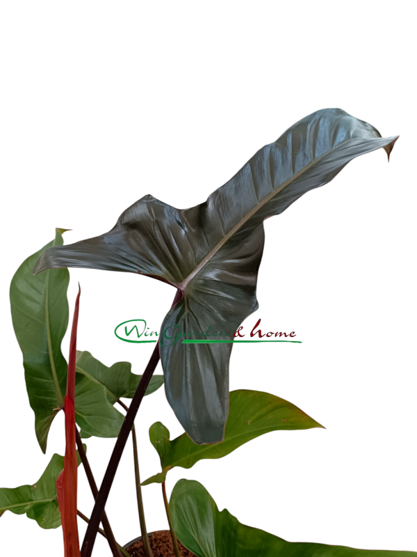 PHILODENDRON FLORIDA BRONZE