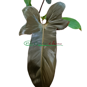 PHILODENDRON FLORIDA BRONZE