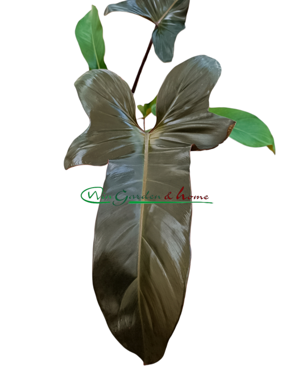 PHILODENDRON FLORIDA BRONZE