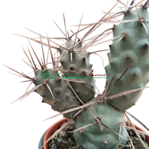 TEPHROCACTUS ARTICULATUS PAPYRACANTHUS