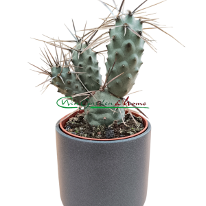 TEPHROCACTUS ARTICULATUS PAPYRACANTHUS