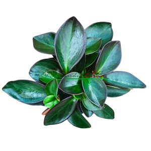 PEPEROMIA CLUSIIFOLIA RED MARGIN