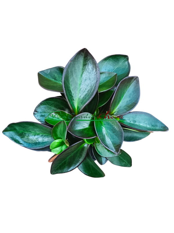 PEPEROMIA CLUSIIFOLIA RED MARGIN