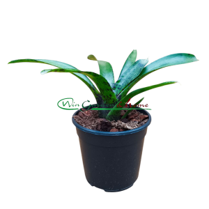 Neoregelia Paula