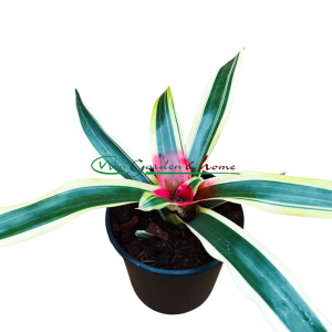 Neoregelia