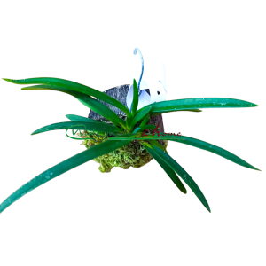 Neofinetia falcata